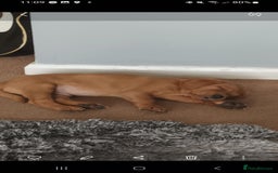 Labrador Retriever dogs for sale: X2 male x3 bitch lab pups  - Image 14