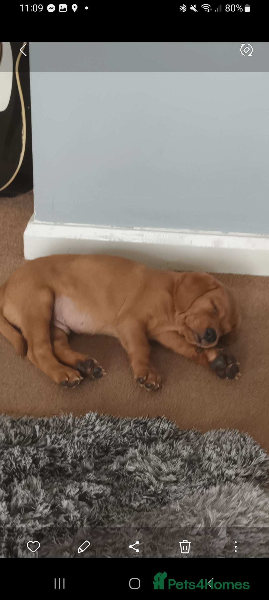 Labrador Retriever dogs for sale: X2 male x3 bitch lab pups  - Image 14