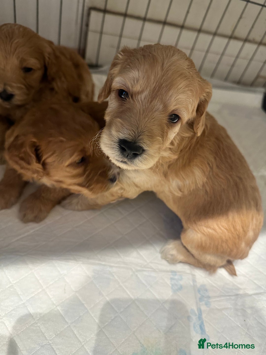Cockapoo dogs for sale: Beautiful tiny cockapoos!  - Image 20