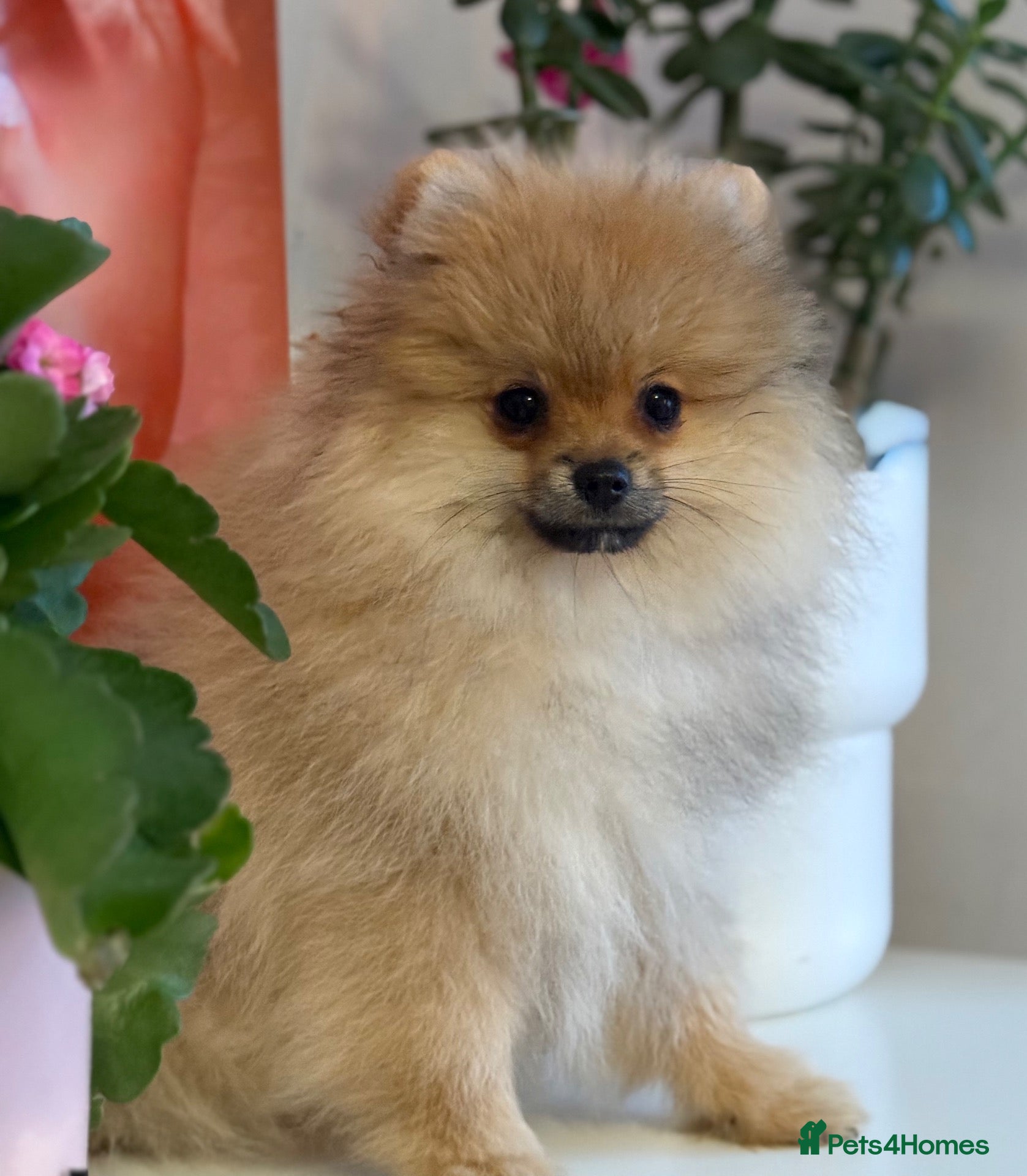 Pomeranian dogs KC Beautiful Pomeranian Puppies  - Advert 16