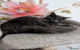 Mixed Breed cats for sale: Free Beautiful Young Female Cat for a new home - Advert 5