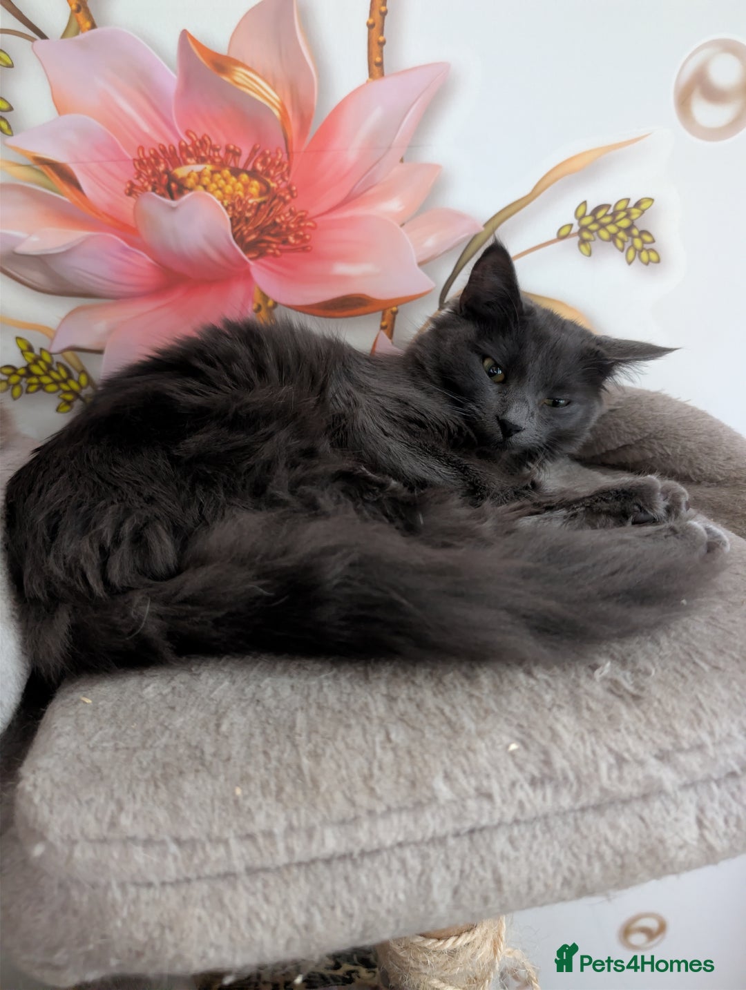 Mixed Breed cats for sale: Free Beautiful Young Female Cat for a new home - Advert 5