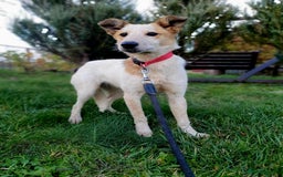 Mixed Breed dogs for adoption: ❤️Milka – a 10-month-old smallish medium girl❤️ - Advert 5