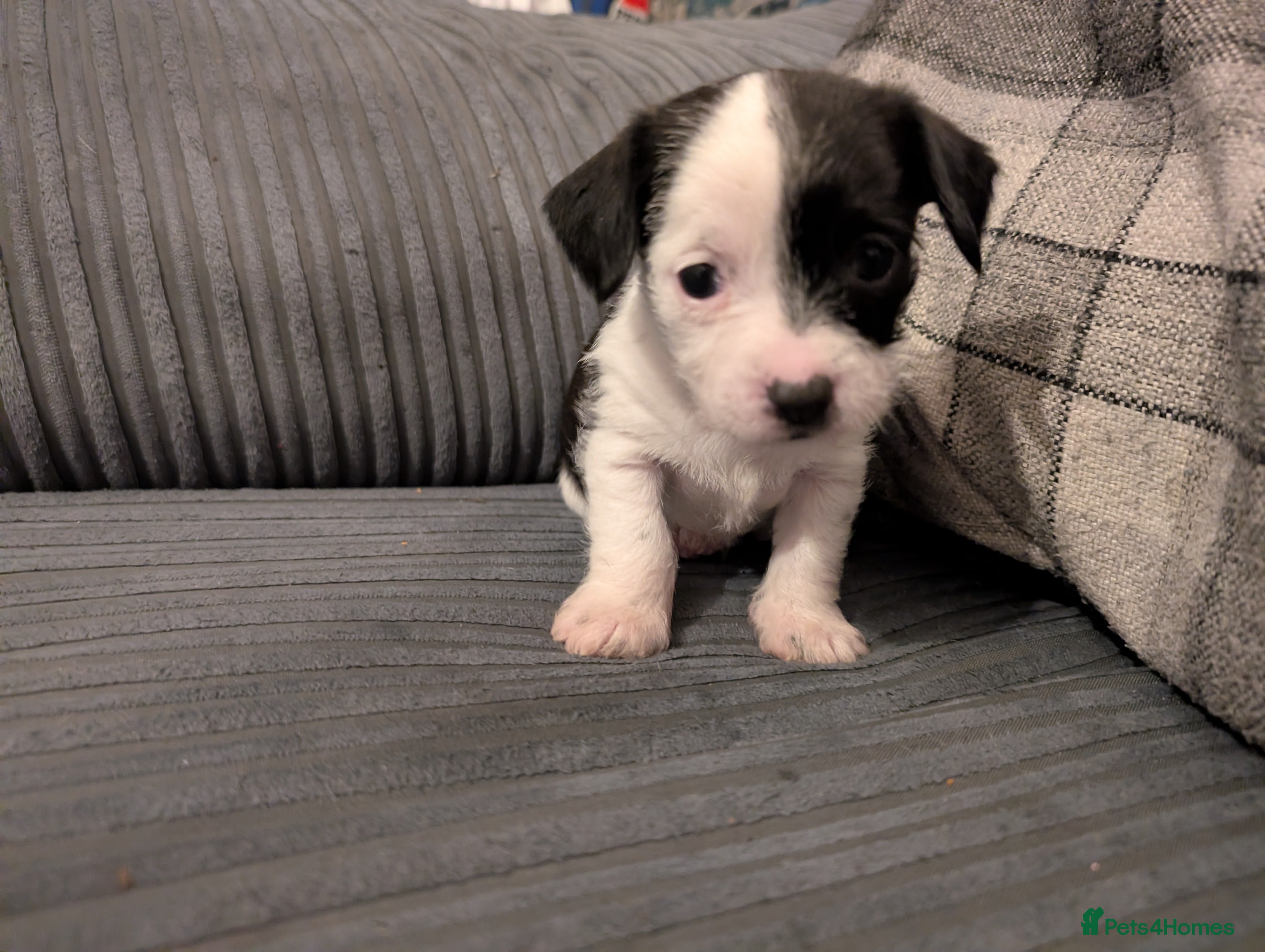 Mixed Breed dogs Beautiful small mixed breed puppies for sale - Advert 1