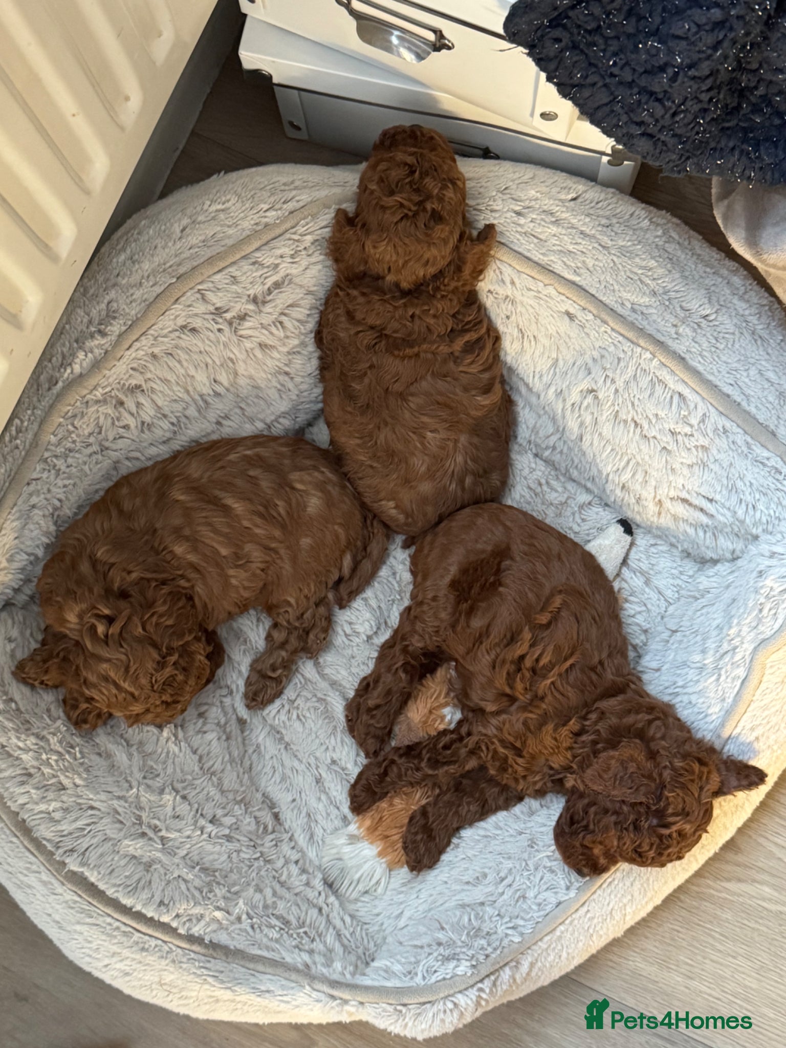 Toy Poodle dogs for sale: Asian Poodle Puppies WAITING LIST OPEN - Advert 13