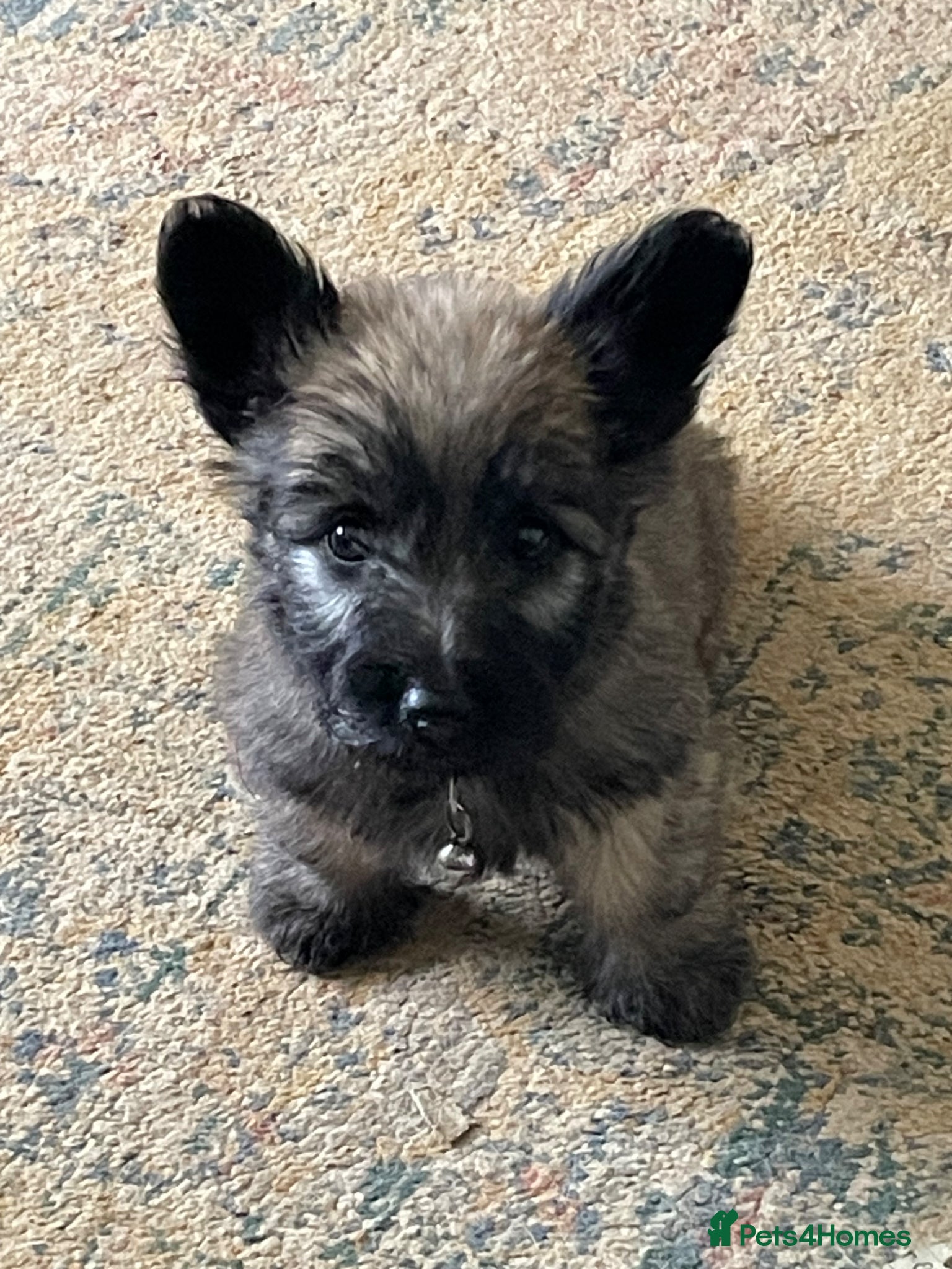 Skye Terrier dogs Exceptional Skye Terrier Puppies. Rare breed.  - Advert 3