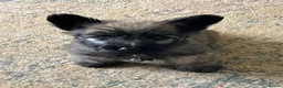Skye Terrier dogs for sale: Exceptional Skye Terrier Puppies. Rare breed.  - Advert 1