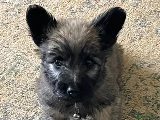 Skye Terrier dogs Exceptional Skye Terrier Puppies. Rare breed. - Advert 10
