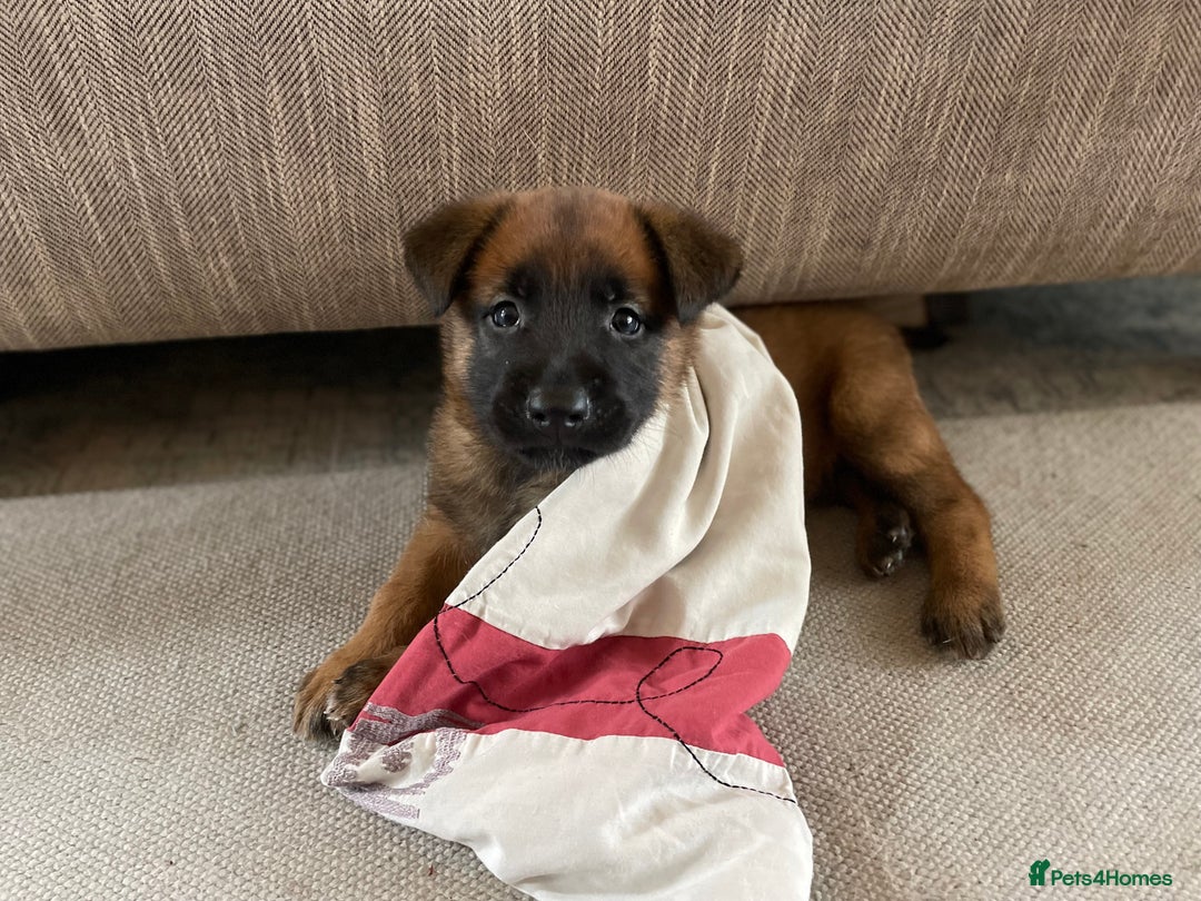 Belgian Shepherd Dog dogs for sale: KC registered Male Belgian Malinois pup  in Leeds - Image 4
