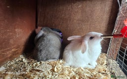 Mini Lop rabbits for sale: Beautiful mix litter very friendly bunnys - Image 9