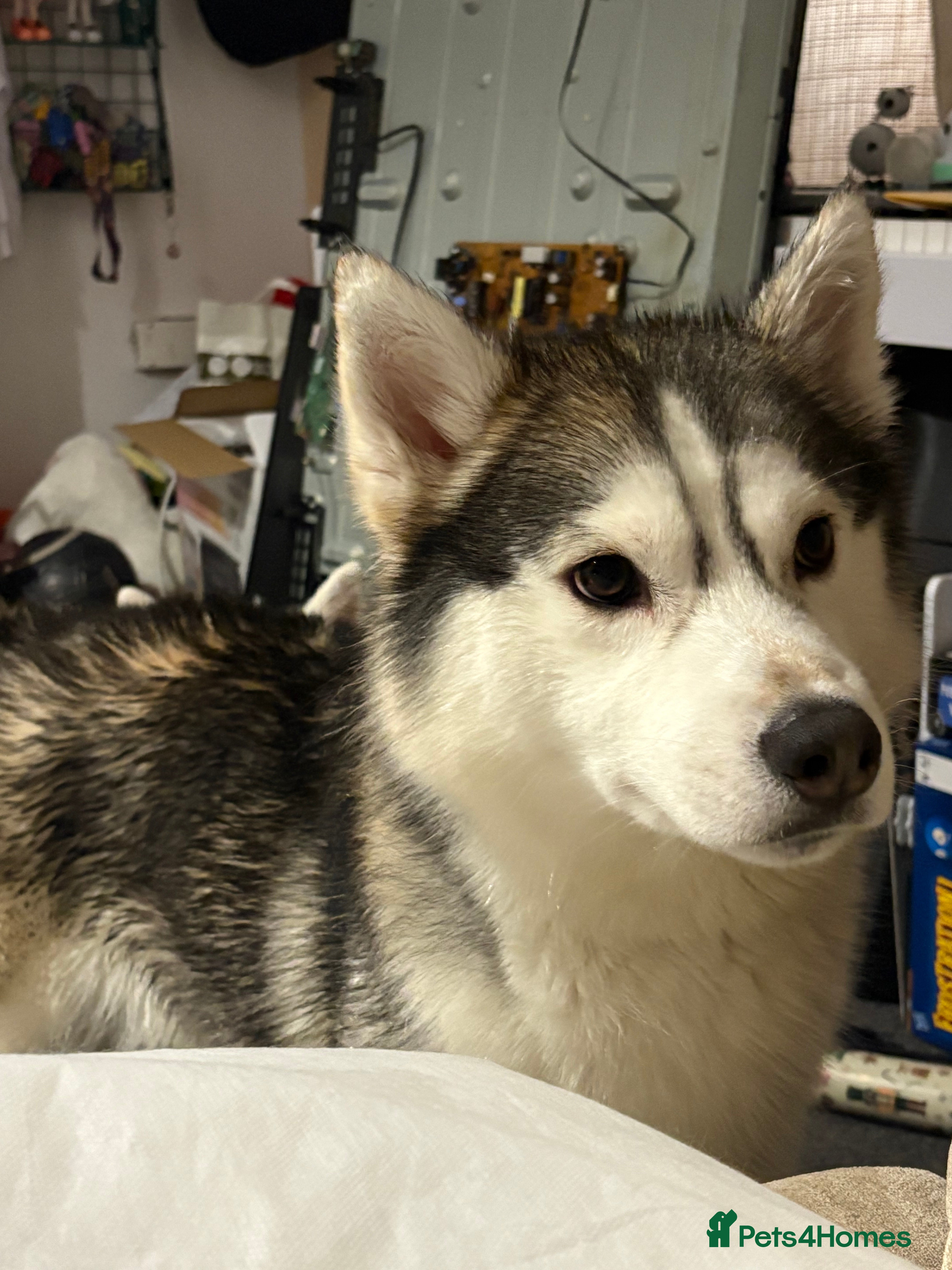 Siberian Husky dogs 1 year old pedigree Siberian husky - Advert 5