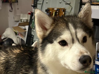 Siberian Husky dogs Siberian husky - Advert 1