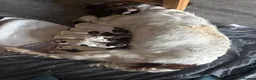 English Springer Spaniel dogs for sale: Miggers  - Advert 3
