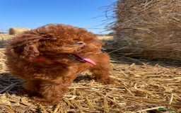 Toy Poodle dogs for sale: Toy Poodle Puppies–Asian Lines–Tiny Size - Image 20