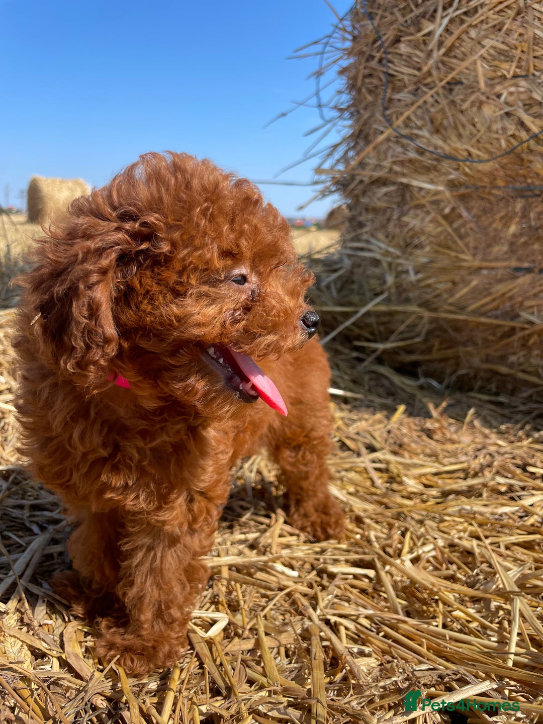 Toy Poodle dogs for sale: Toy Poodle Puppies–Asian Lines–Tiny Size - Image 20