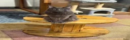 Maine Coon cats for stud: Maine Coon Pedigree for Stud. GCCF/TICA Registered - Advert 5