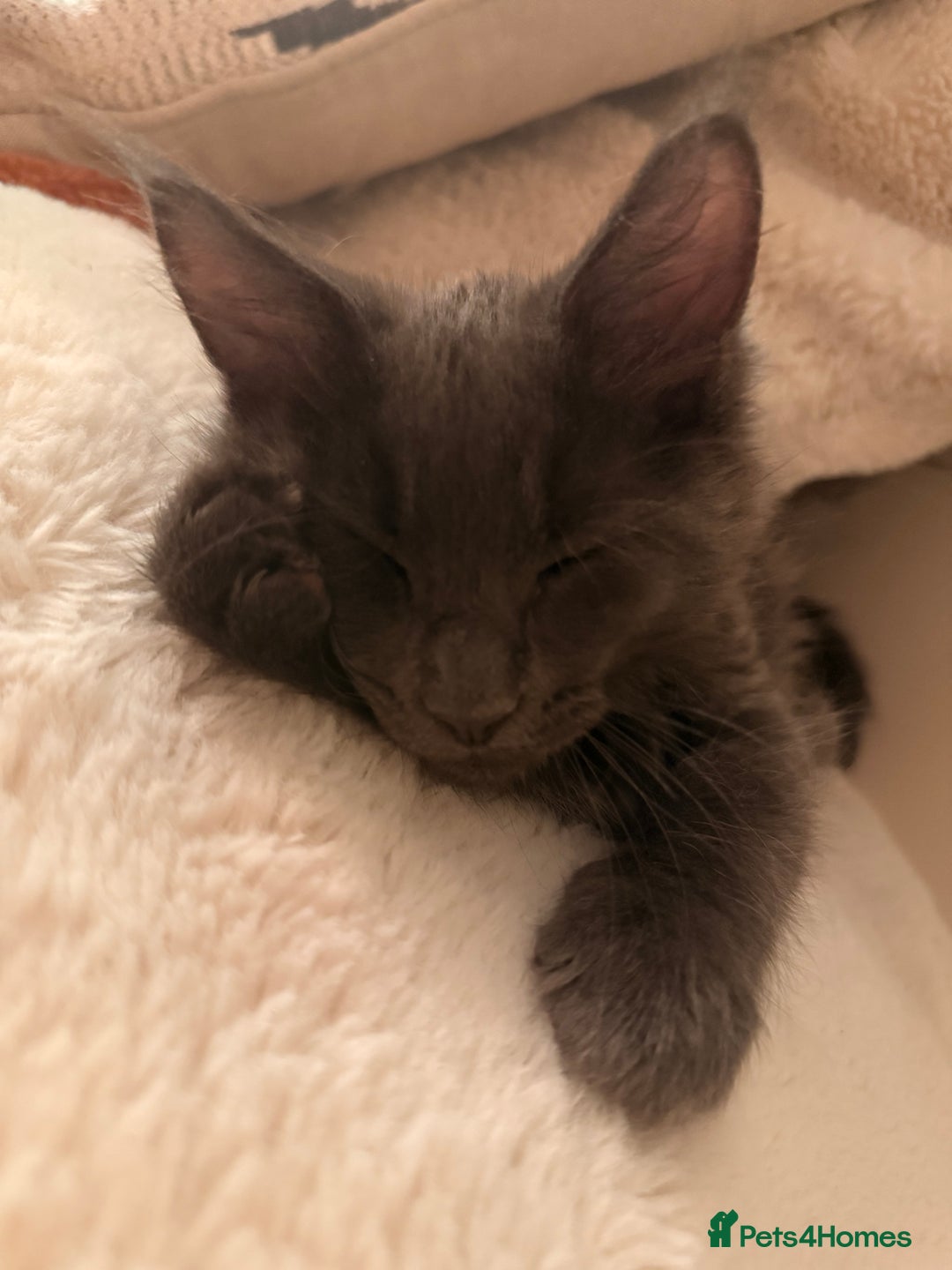 Maine Coon cats for sale: 6 remaining kittens - Advert 9