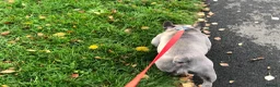 French Bulldog dogs for sale: Top Quality French Bulldog Puppies - Advert 5