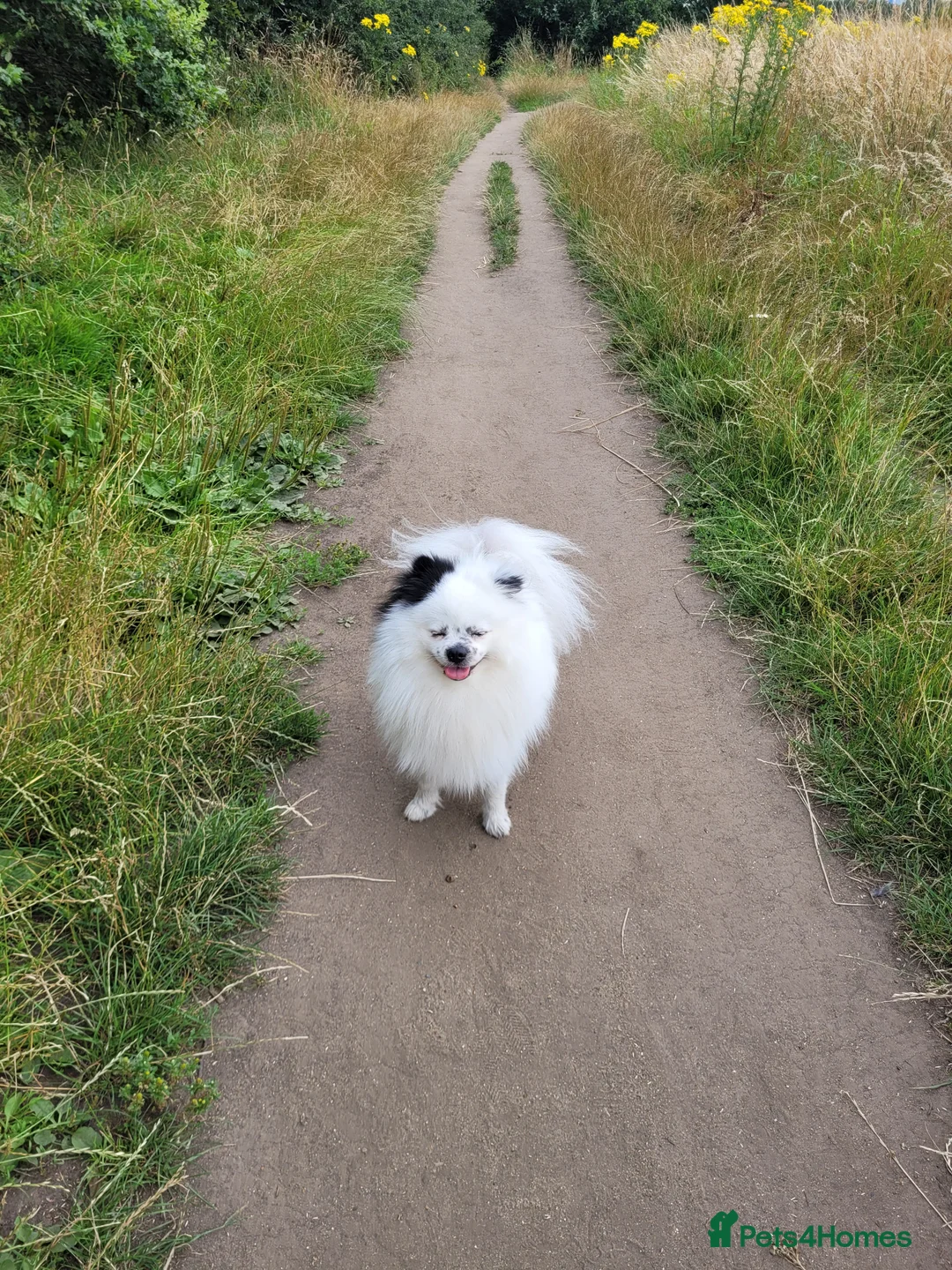 Pomeranian dogs for stud: Puffy- Available for stud  - Advert 2