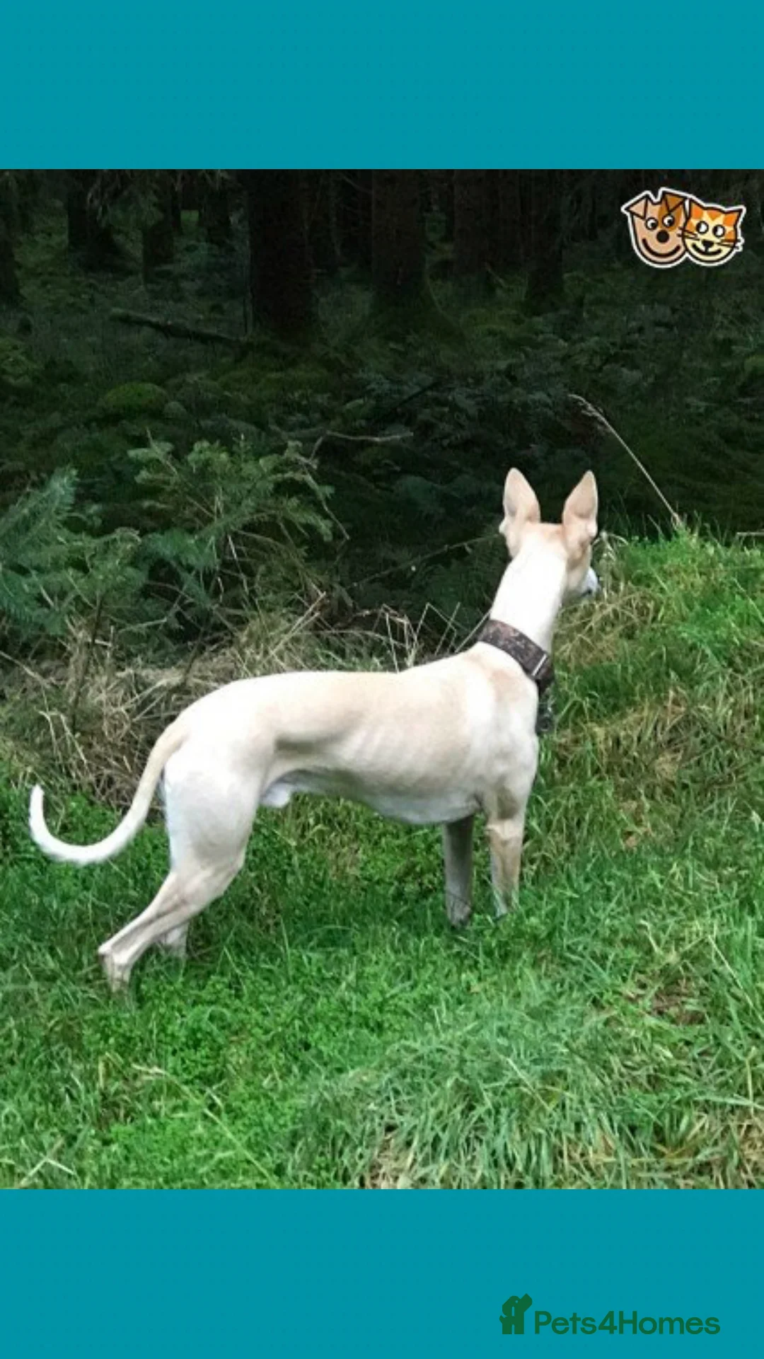 Whippet dogs for stud: Fantastic KC Reg Whippet Stud available in Worcester - Advert 7