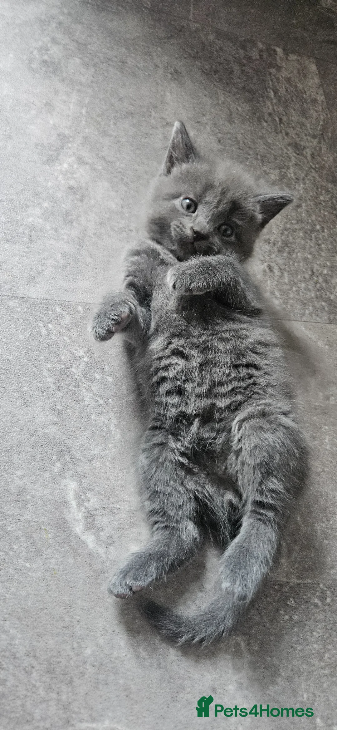Mixed Breed cats for sale: Maincoon bloodline  - Advert 2