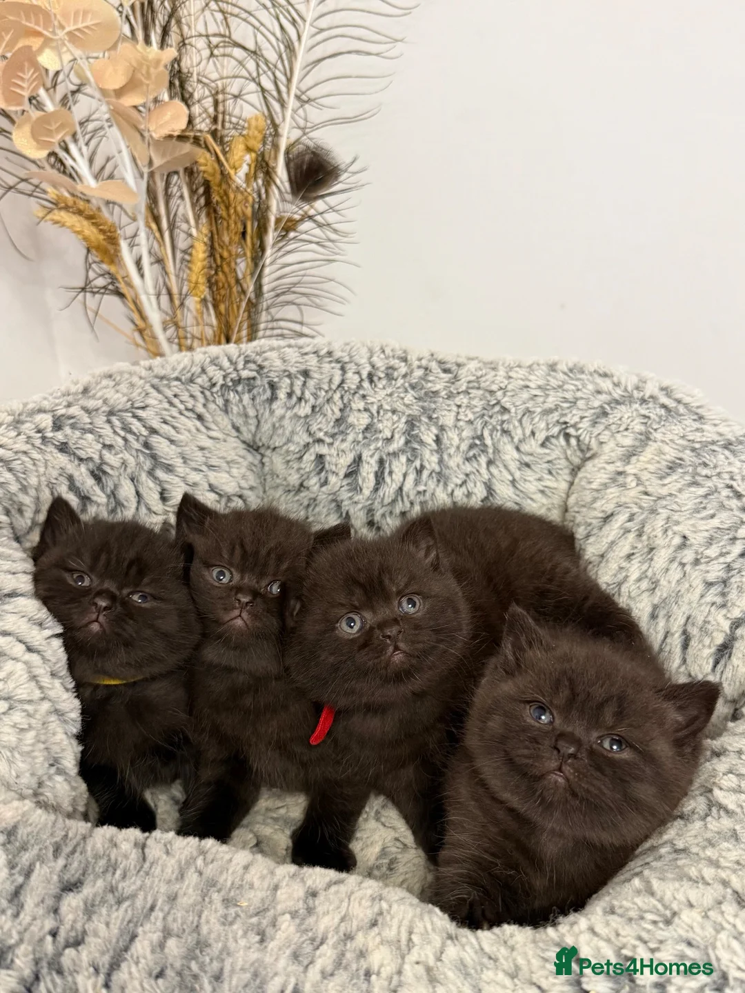 British Shorthair cats for sale: Beautiful Chocolate British Shorthair Kittens 🤎🐾 in Sutton-in-Ashfield - Advert 2