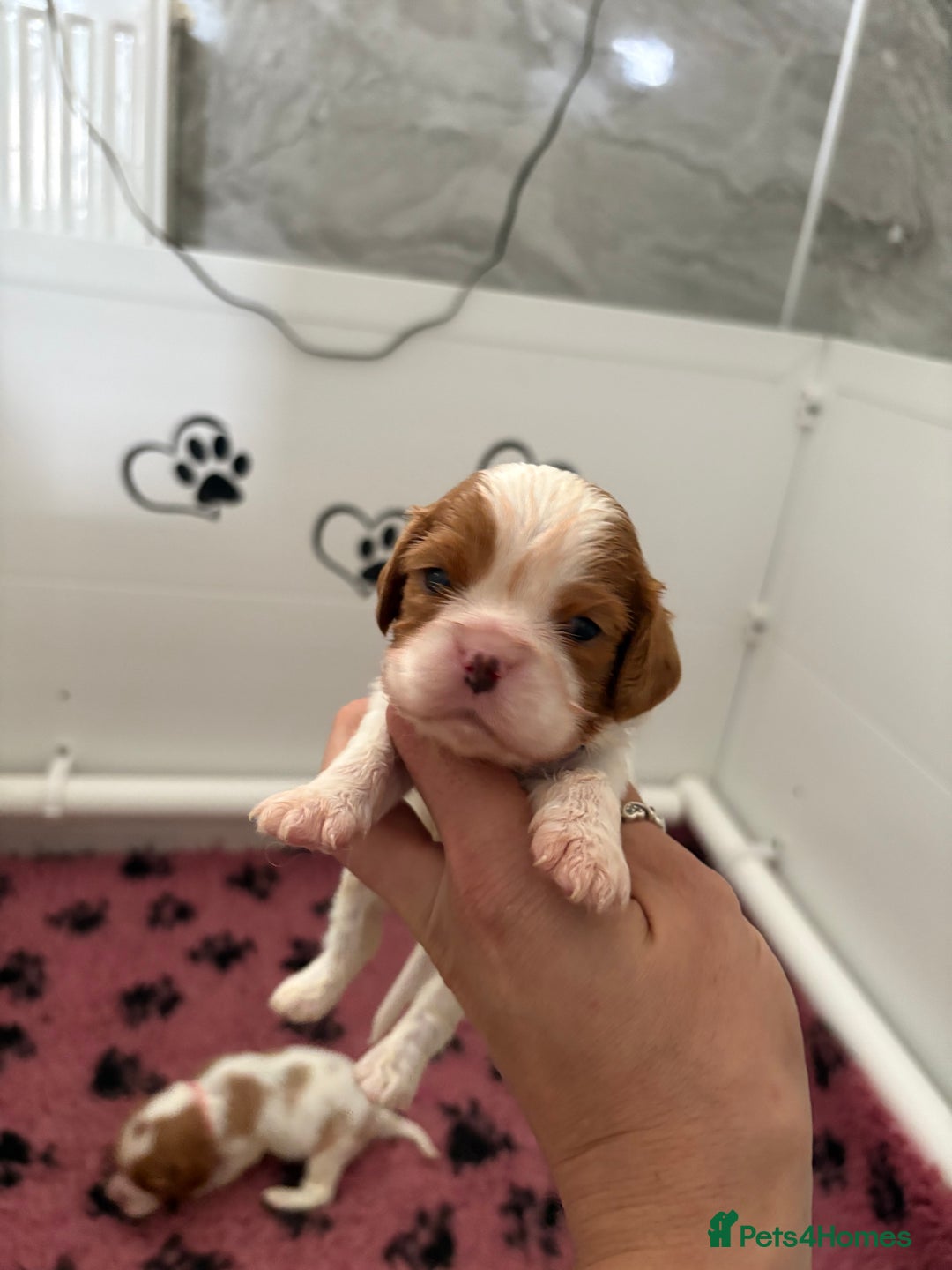 Cavalier King Charles Spaniel dogs for sale: Beautiful Cavalier King Charles Spaniels - Image 5