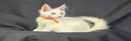 Maine Coon cats for sale: Ready now-Tica Maine Coon Kittens  - Advert 20