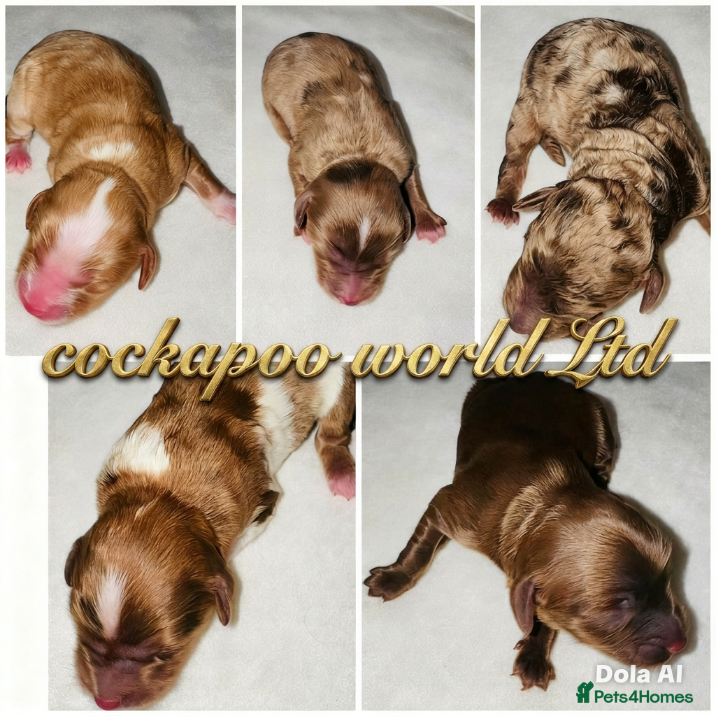 Cockapoo dogs DNA TESTED, Rare Merle Cockapoos Ready 5th JULY - Advert 2