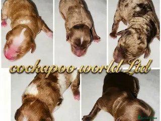 Cockapoo dogs DNA TESTED, Rare Merle Cockapoos Ready 5th JULY - Advert 6