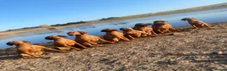 Hungarian Vizsla dogs for sale: Stunning litter of Hungarian Vizsla pups.  - Advert 10
