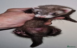 Ferret rodents for sale: Micro ferrets - Image 5