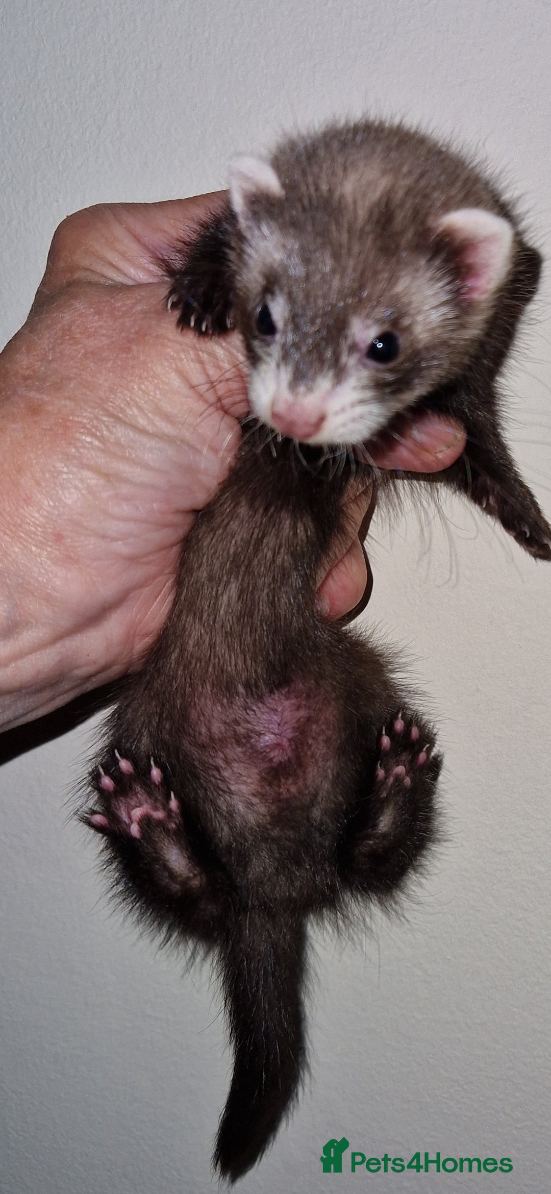 Ferret rodents for sale: Micro ferrets - Image 5