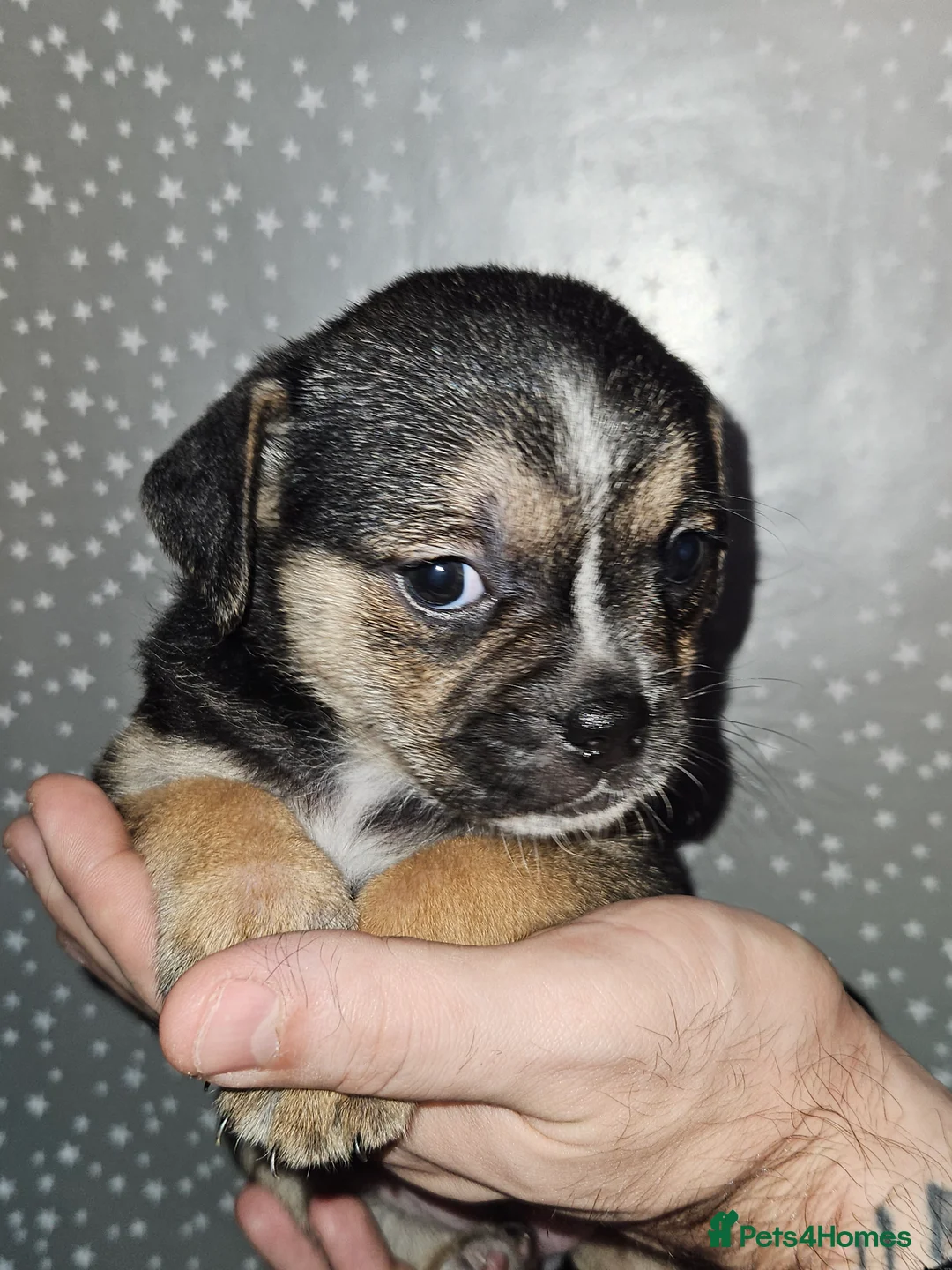 Mixed Breed dogs for sale: Pug x staff & pug x staff x chihuahua puppies  - Advert 1