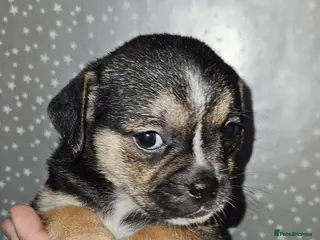 Mixed Breed dogs Pug x staff & pug x staff x chihuahua puppies - Advert 1