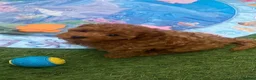 Cavapoo dogs for sale: Stunning toy-Cavapoo fully DNA tested parent   - Advert 3