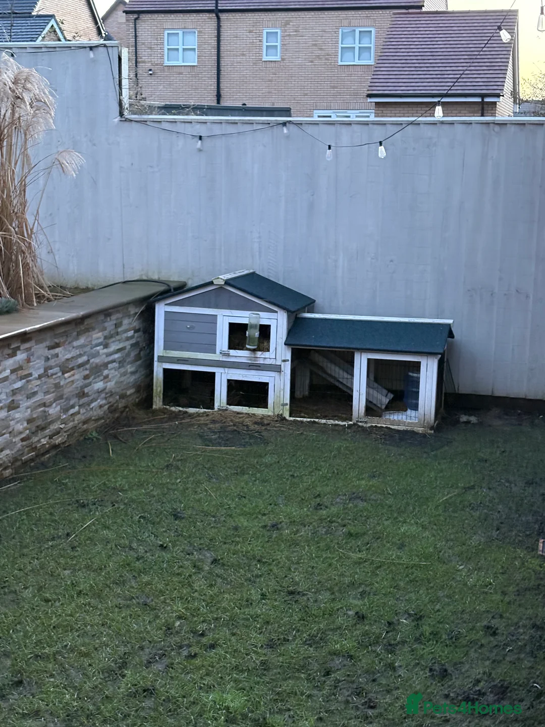 Guinea Pig rodents for sale: 2 male guinea pigs looking for a new forever home - Advert 5