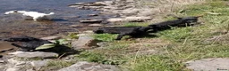 Jackapoo dogs for sale: Adorable Jacapoo,s - Advert 3