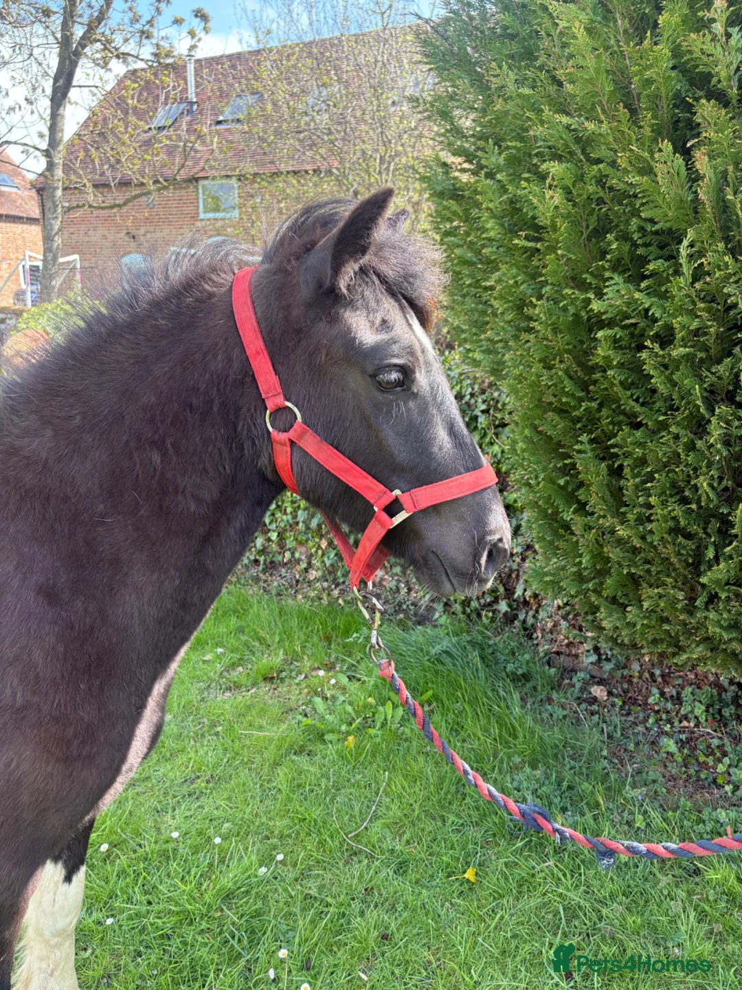 Dartmoor horses for sale: Pretty, well handled and quiet 2 year old gelding - Advert 3