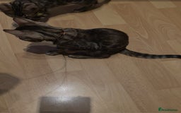 Bengal cats for sale: Stunning bengal kittens - Image 15