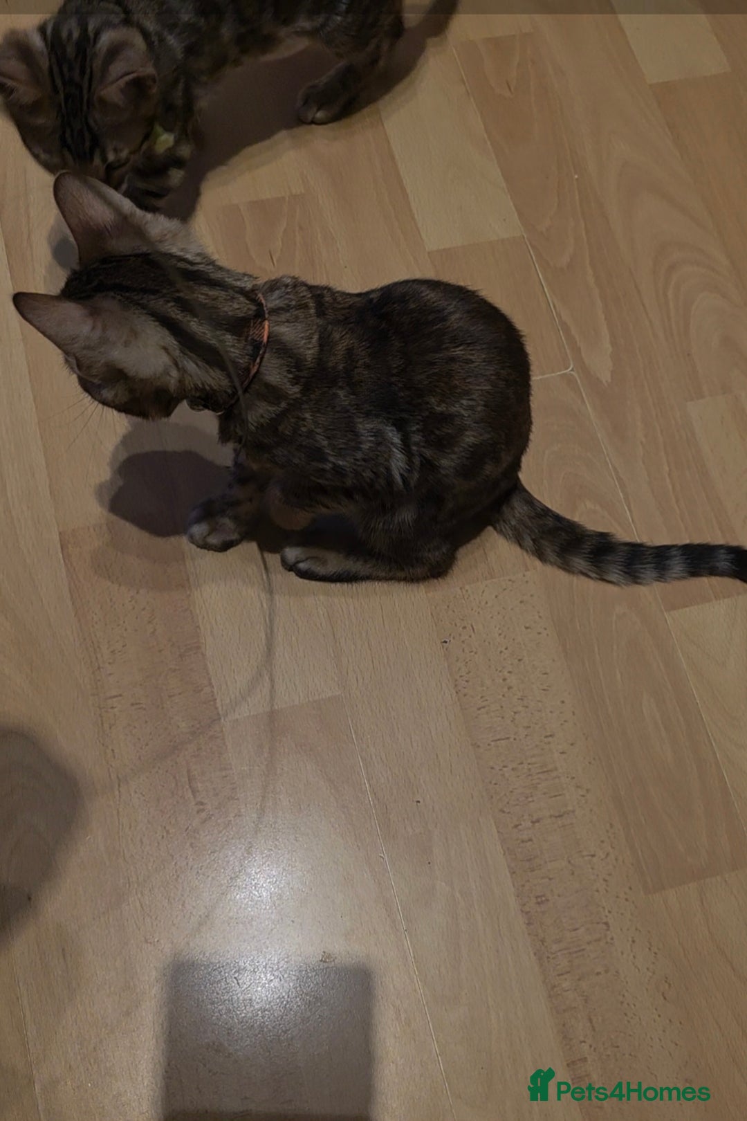 Bengal cats for sale: Stunning bengal kittens - Image 15