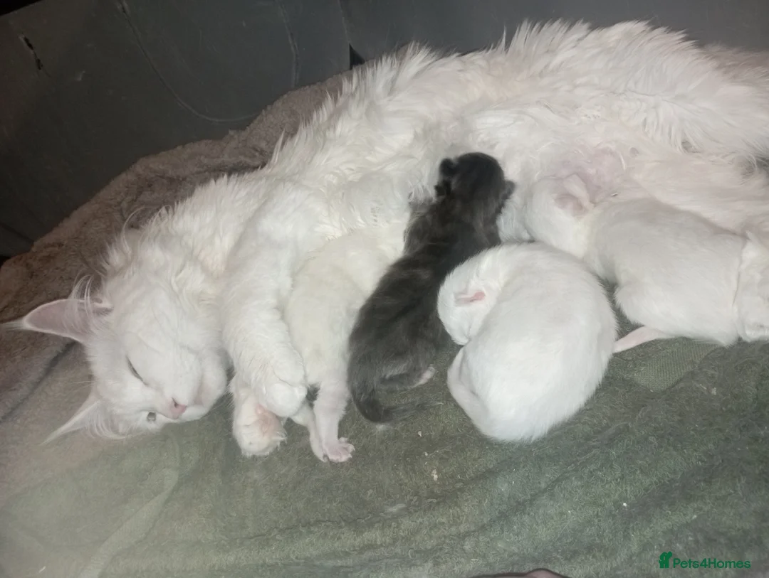 Maine Coon cats for sale: white female Maine coons, 1 polydactyl  - Advert 1