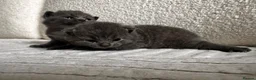 British Shorthair cats for sale: BSH blue fluffy boys, pure bread  - Advert 5