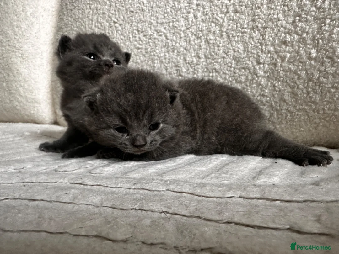 British Shorthair cats for sale: BSH blue fluffy boys, pure bread  - Advert 5