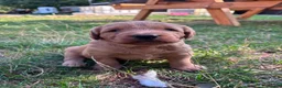 Australian Labradoodle dogs for sale: Australian Labradoodle Puppies - Advert 12