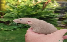 Rat rodents for sale: Agouti , cinnamon, blue and hooded Dumbo rats  - Image 6
