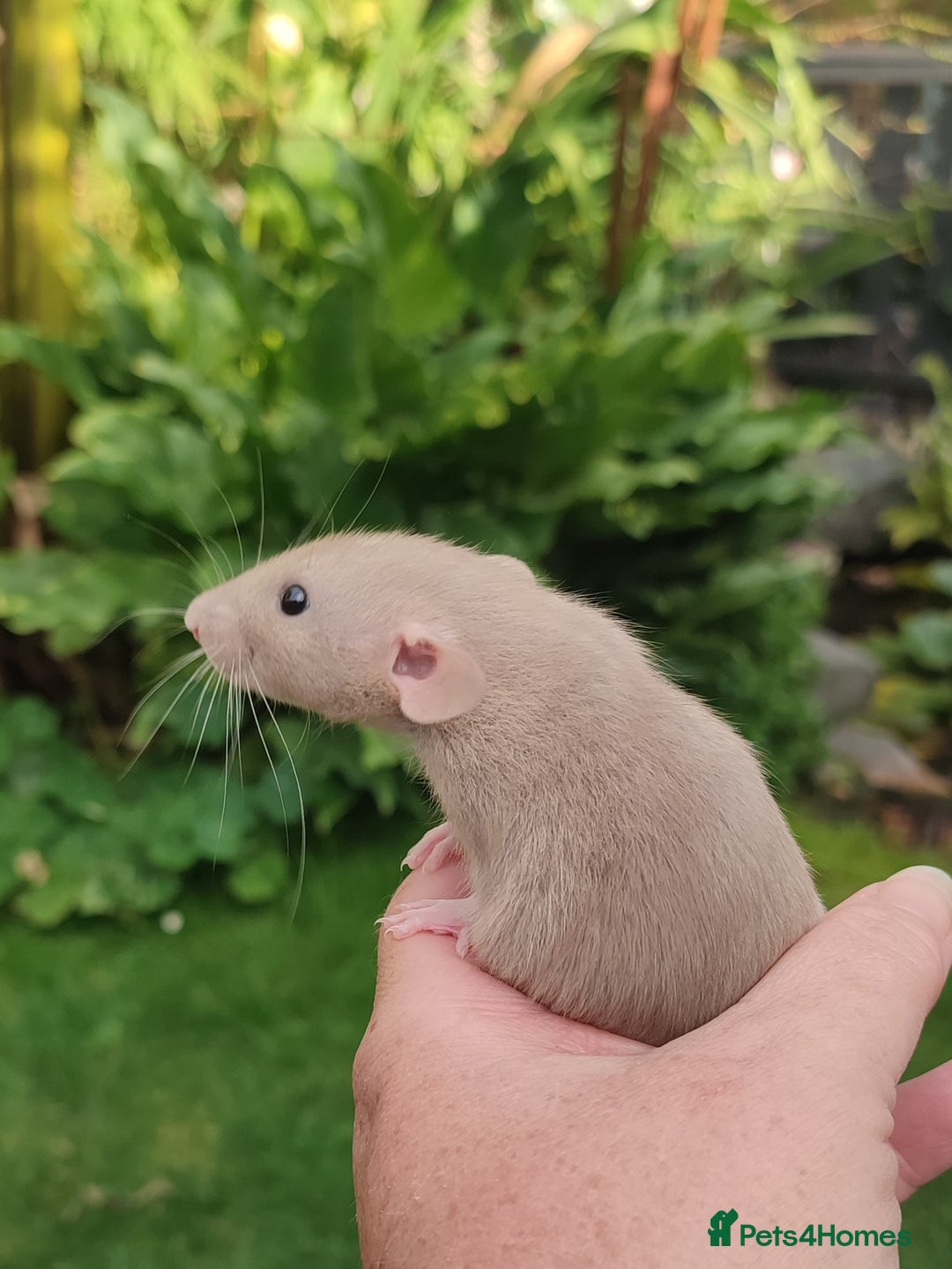 Rat rodents for sale: Agouti , cinnamon, blue and hooded Dumbo rats  - Image 6