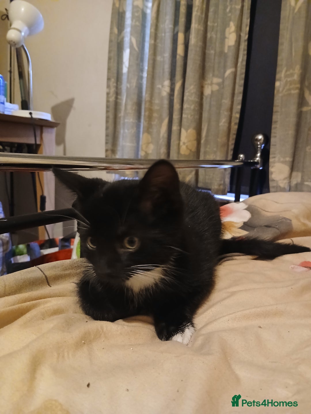 Mixed Breed cats for sale: Kittens for sale - Advert 10