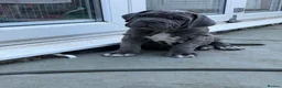 Mixed Breed dogs for sale: Neapolitan mastiff - Advert 3