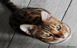 Bengal cats for sale: Stunning Female Bengal For Rehoming - Image 5